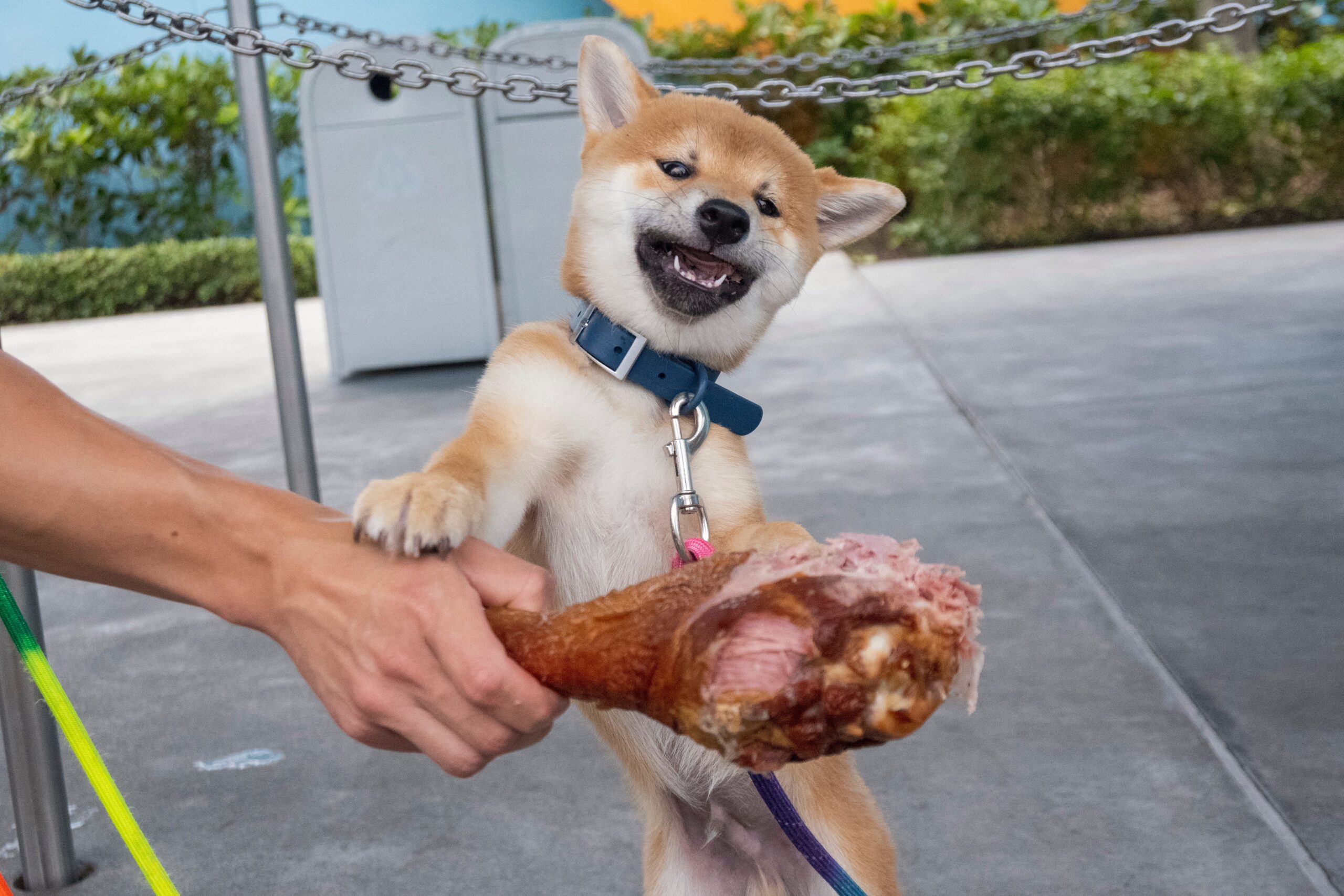 if you invest 100 in shiba inu